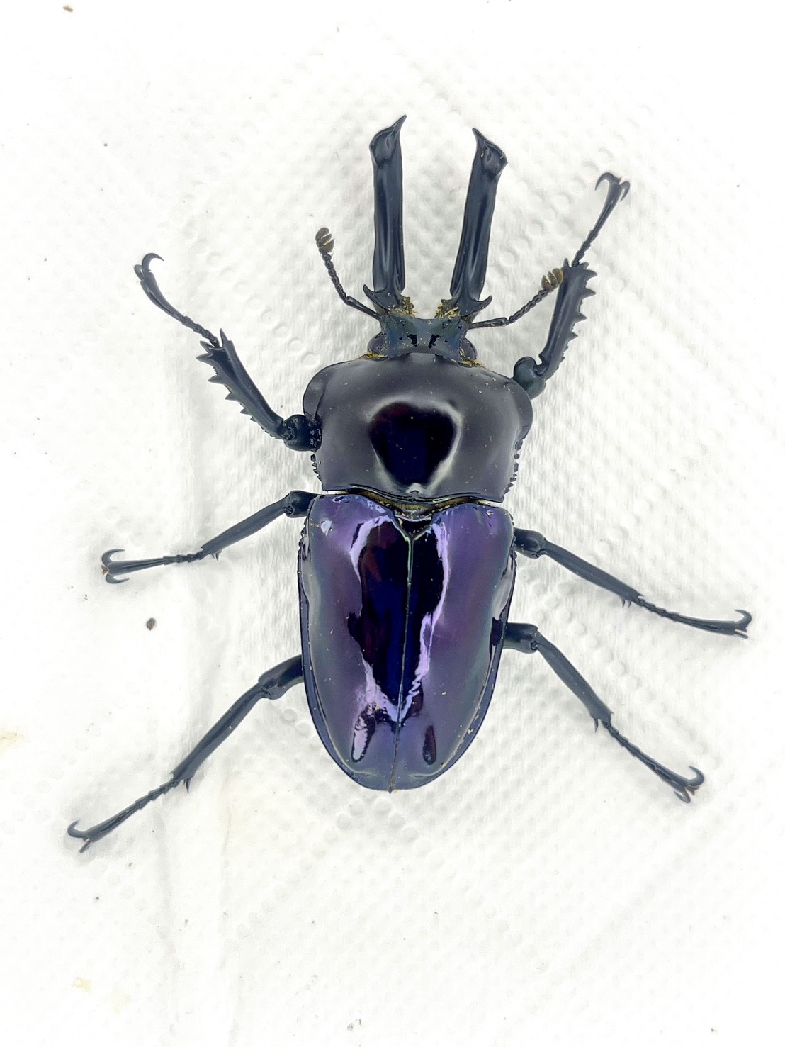 Purple rainbow stag beetle with red eyes